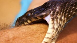 Lee más sobre el artículo Mordeduras de serpientes ¿Cómo se tratan?